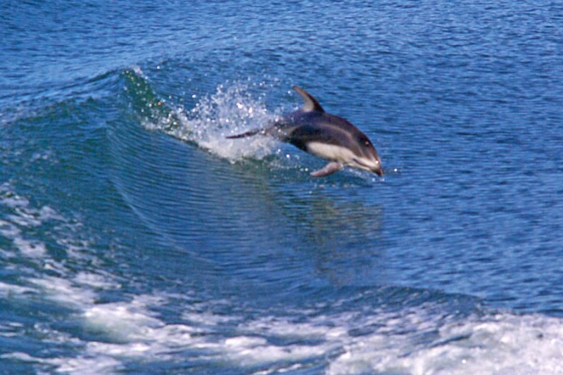 Pacific White-sided Dolphin