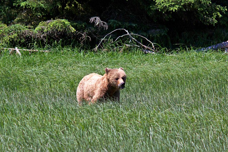 One Year Old Grizzly