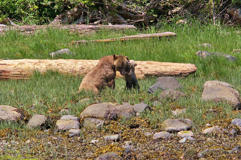 Mom and cub playing