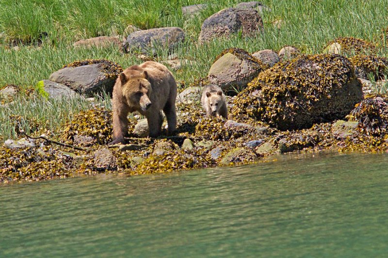 Mom and cub