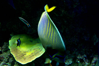 Tang and wrasse in coral