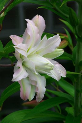Lily: Double Asiatic