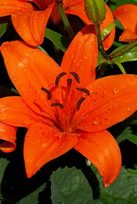 asiatic_lily