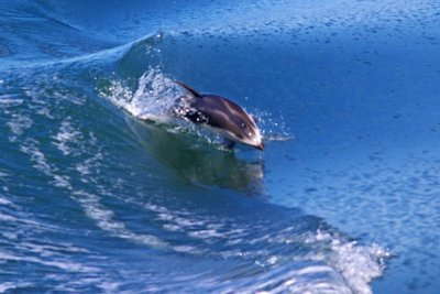 Pacific White-sided Dolphin