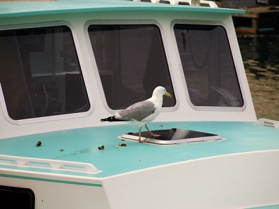 Gull