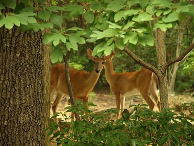 Two Deer