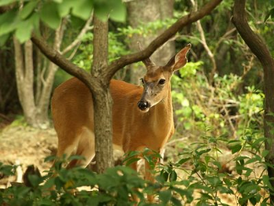 Deer 3