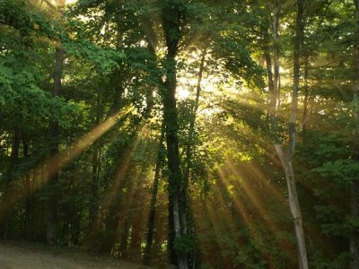 Morning Sun