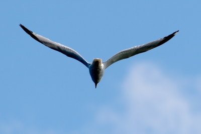 IMG_9995.JPG
