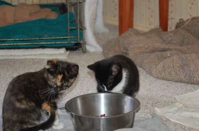 Lizzie & Groucho
