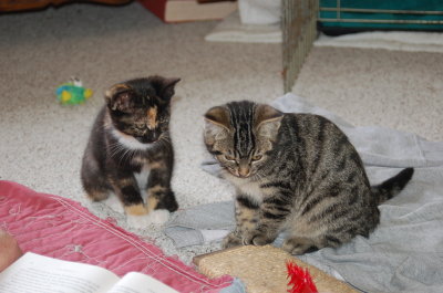 Lizzie & Elwood (aka Woody, Tabby)