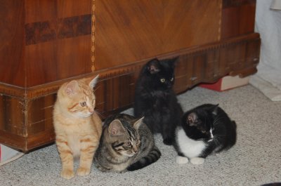The boys (Red, Elwood, Smudge, Groucho)