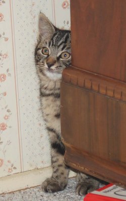 Peeky-boo