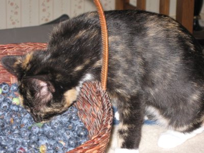 Kittens don't eat blueberries