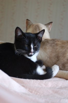 Groucho snoozes with Emy