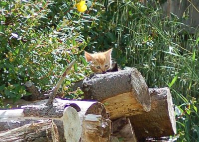 Orange kitten 8 June