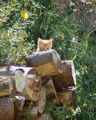 Orange kitten 8 June