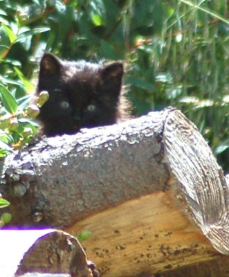 Black kitten 8 June