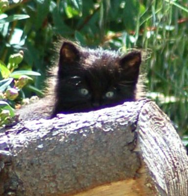 Black kitten 8 June