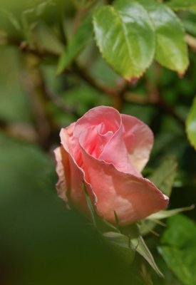 Sally Holmes RoseBud