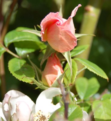 Sally Holmes RoseBud