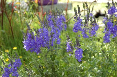 June Flowers