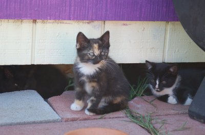 kitten