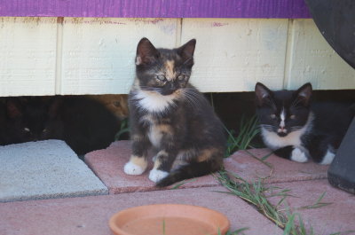 kitten