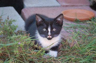 groucho
