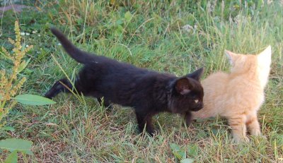 Blackie