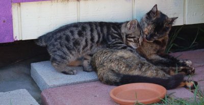 tabby