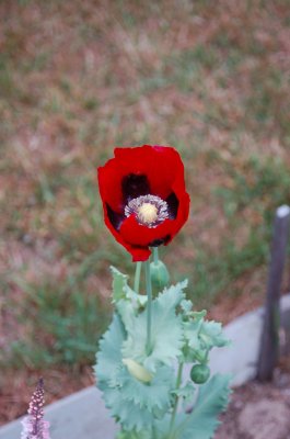 poppy