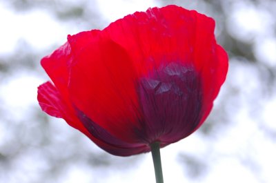 poppy