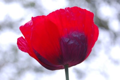 poppy