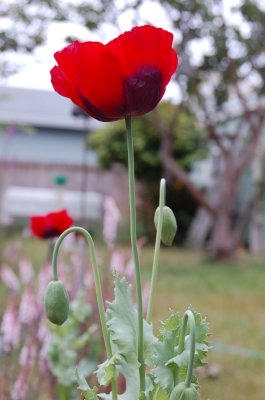 poppy