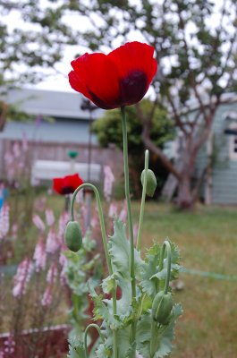 poppy