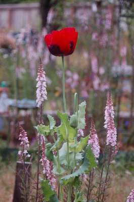 poppy