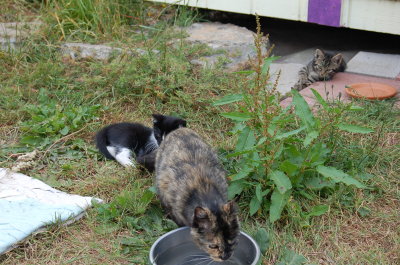 playing with mom's tail 1