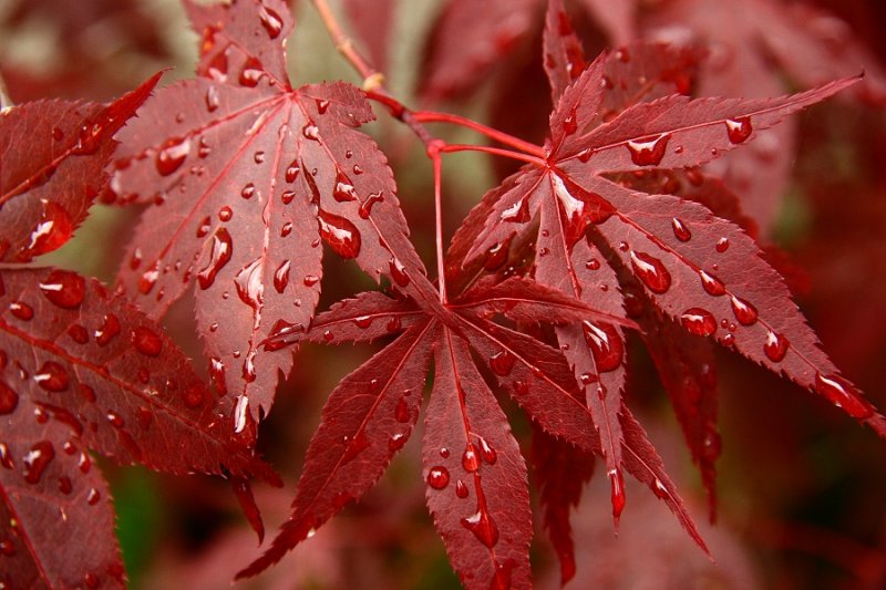 Raindrops on acer