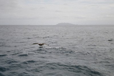 whakaari