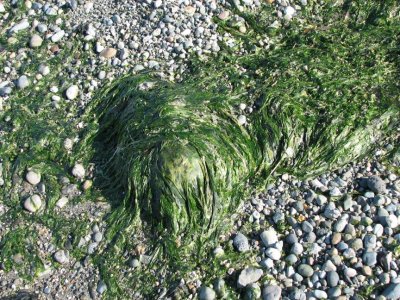 Sea Grass