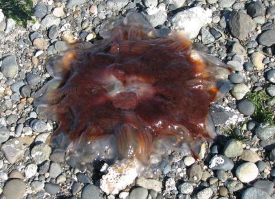 Jellyfish!