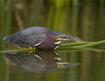 Hron vert / Green Heron