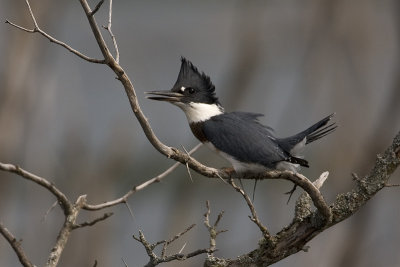 Martin pcheur d'Amrique / Belted Kingfisher