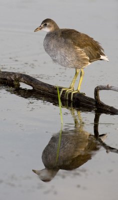 Galinule poule d'eau / Common moorhen