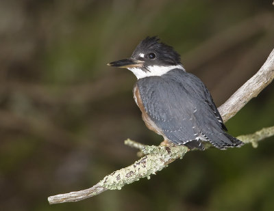Martin pcheur d'Amrique / Belted Kingfisher