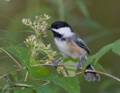 M�sange � t�te noire / Black-capped Chickadee