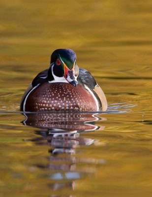 Canards / Ducks