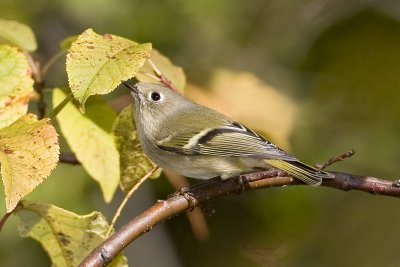Roitelet � couronne rubis / Ruby-crowned Kinglet