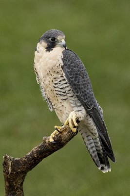 Faucon p�lerin / Peregrine Falcon